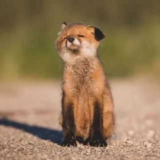 🌟 emoji The Fox @AttackOfTendern3ss Telegram sticker 12 of 108