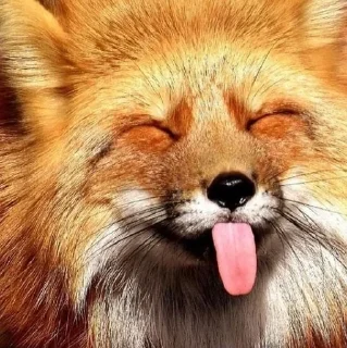 🌟 emoji The Fox @AttackOfTendern3ss Telegram sticker 23 of 108