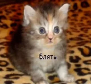 Sticker from Стикеры1.kot | @kot_ma0s1n