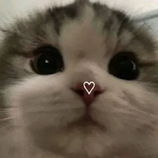😐 emoji 💗Котянчики💗 Telegram sticker 18 of 105