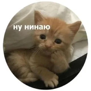 😢 emoji 💗Котянчики💗 Telegram sticker 17 of 105
