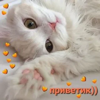 👋 emoji 💗Котянчики💗 Telegram sticker 14 of 105