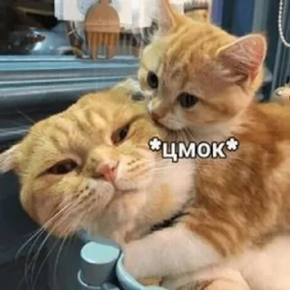 😘 emoji 💗Котянчики💗 Telegram sticker 7 of 105