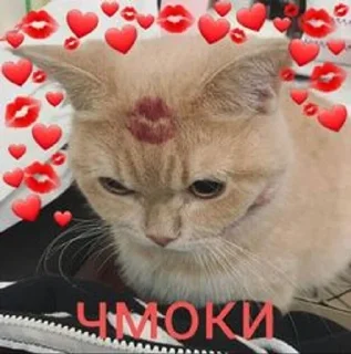 😘 emoji 💗Котянчики💗 Telegram sticker 12 of 105