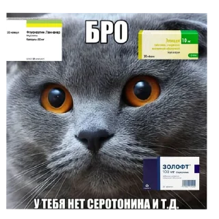 🐱 emoji Челлендж найди мусю Telegram sticker 24 of 98