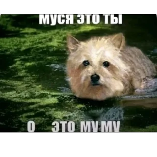 🐶 emoji Челлендж найди мусю Telegram sticker 22 of 98