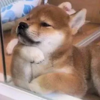 🤔 emoji Милі Песики Telegram sticker 9 of 119