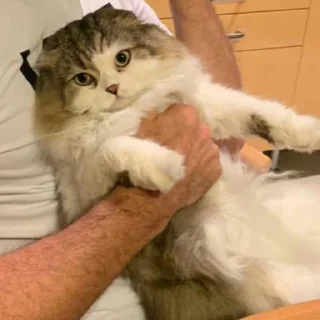🍀 emoji я фанатка котика Лакки Telegram sticker 8 of 15