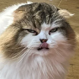 🍀 emoji я фанатка котика Лакки Telegram sticker 11 of 15