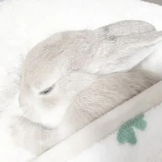 😴 emoji кролич4ки @kotikmoinarkotik Telegram sticker 5 of 35
