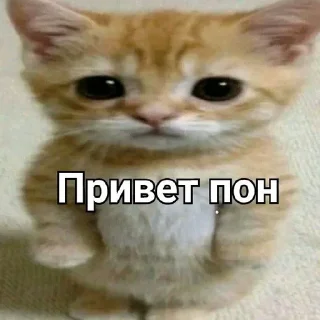 👋 emoji Пон Telegram sticker 10 of 21
