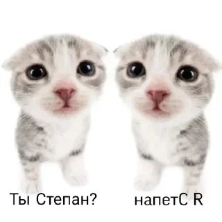 👬 emoji тгк: @liyaflow Telegram sticker 5 of 39