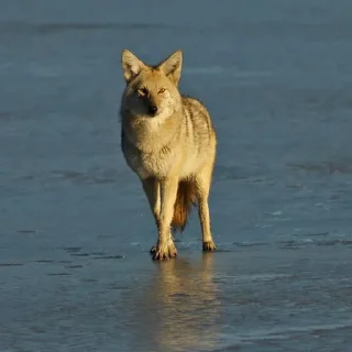 Sticker from Coyote World