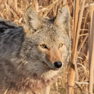 Sticker from Coyote World