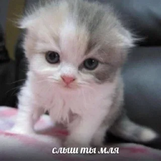 🤬 emoji миаУฅ^•ﻌ•^ฅ @qqzxl Telegram sticker 17 of 56