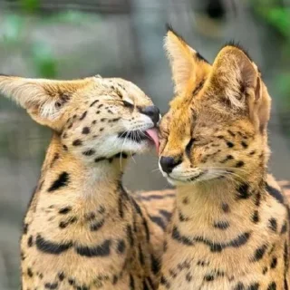 😝 emoji Сервал+Шлёпа Telegram sticker 12 of 83