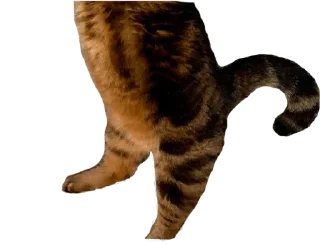✌️ emoji мася Telegram sticker 17 of 17