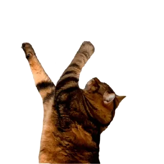 ☝️ emoji мася Telegram sticker 16 of 17