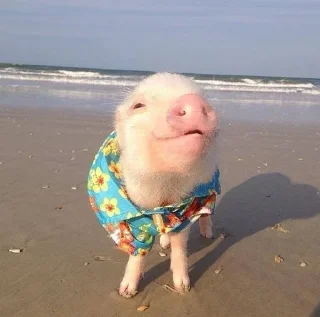 🐷 emoji кибараши порося Telegram sticker 6 of 30