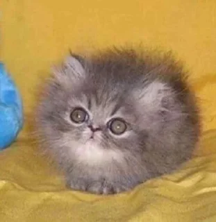 😵‍💫 emoji Килька Калька Telegram sticker 19 of 50