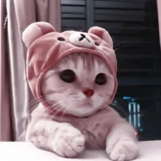 🐈 emoji 🐈’ 𝖼𝖺𝗍𝗌 @sunoowo Telegram sticker 6 of 40