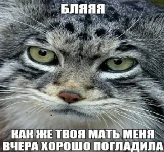😼 emoji какашки Telegram sticker 18 of 22