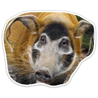 Sticker from сус скрофы