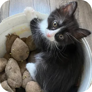 🐱 emoji Араба стикер Telegram sticker 10 of 35