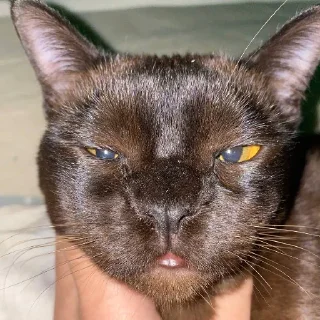 Sticker from Aphex Cat