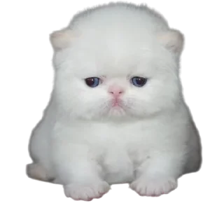 🌟 emoji Cats, @stickerspupa Telegram sticker 21 of 45