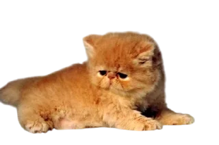 🌟 emoji Cats, @stickerspupa Telegram sticker 16 of 45