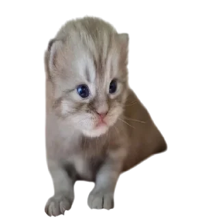 🌟 emoji Cats, @stickerspupa Telegram sticker 6 of 45