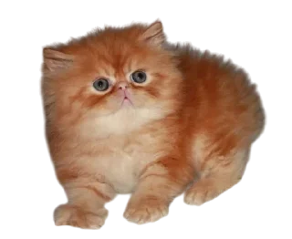 🌟 emoji Cats, @stickerspupa Telegram sticker 17 of 45