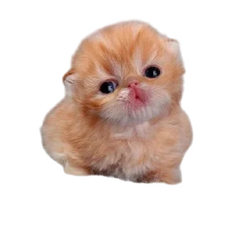 🌟 emoji Cats, @stickerspupa Telegram sticker 22 of 45