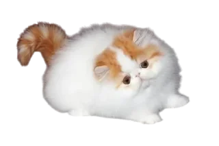 🌟 emoji Cats, @stickerspupa Telegram sticker 24 of 45
