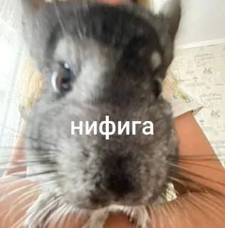 Sticker from Шусинятки