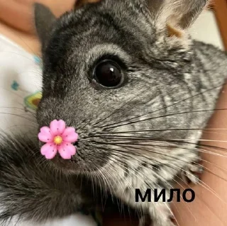 Sticker from Шусинятки