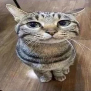 🌟 emoji Авы Моляковщины Telegram sticker 12 of 14