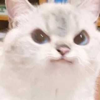 🌟 emoji Белый пушистик Telegram sticker 10 of 87
