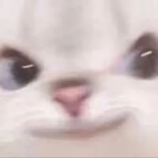 🌟 emoji Белый пушистик Telegram sticker 13 of 87