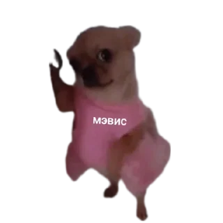 🐶 emoji so cute 🎀 Telegram sticker 6 of 27