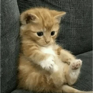 😐 emoji cats Telegram sticker 18 of 115