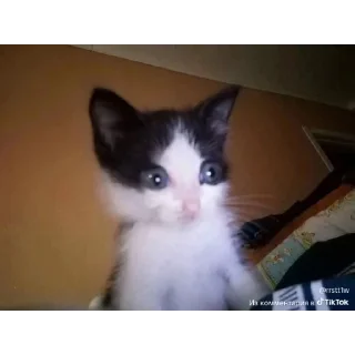 Sticker from cats