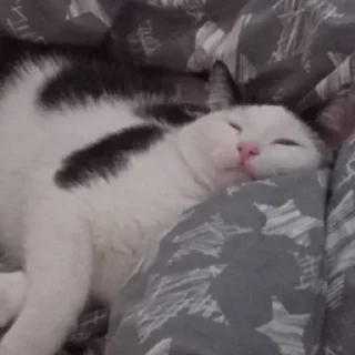 🤤 emoji Тишка 😼 Telegram sticker 21 of 26