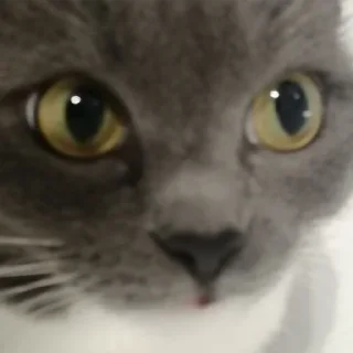 😅 emoji кiшка маруся Telegram sticker 6 of 55