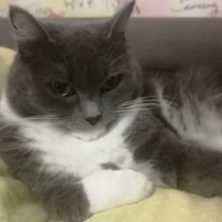 😙 emoji кiшка маруся Telegram sticker 9 of 55