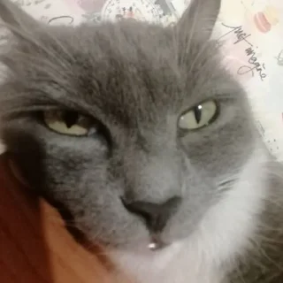 🥱 emoji кiшка маруся Telegram sticker 17 of 55