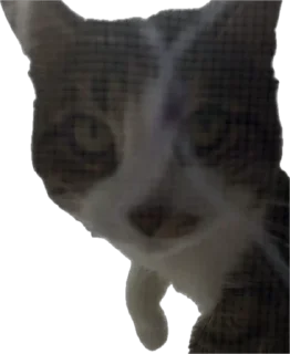 🔪 emoji Яша🐈 by @v_froll Telegram sticker 13 of 38