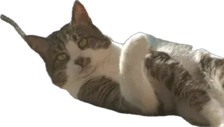 🫤 emoji Яша🐈 by @v_froll Telegram sticker 10 of 38