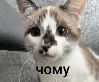 Sticker from Міньйон моє сонешко